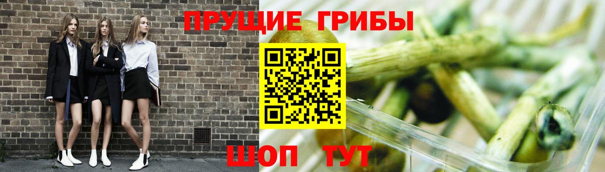 сколько стоит  Вход с VPN  Карабулак  Галлюциногенные грибы MAGIC MUSHROOMS  Галлюциногенные грибы Psilocybe 